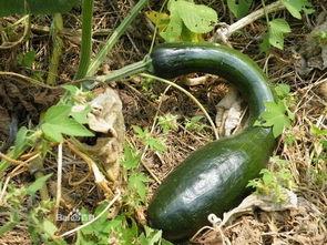 扁方瓜怎么吃,探索美味与营养的完美融合