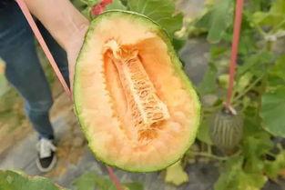 吃瓜爱吃哈密瓜,吃瓜爱好者的甜蜜诱惑