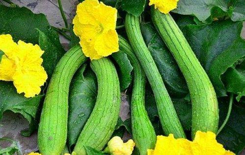 丝瓜幼瓜怎么吃,丝瓜幼瓜的多样美味食用方法探索