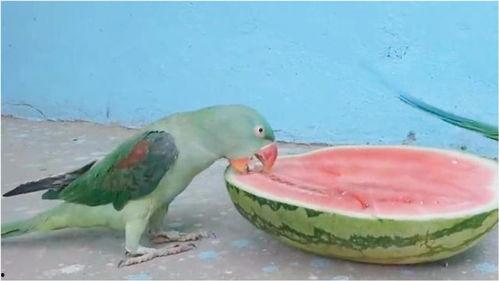 女子买瓜吃瓜的样子,女子买瓜吃瓜的欢乐时光