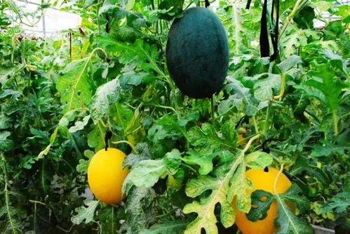 热门黄色吃瓜,热门黄色吃瓜事件深度解析