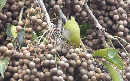 吃瓜的小风枫,揭秘娱乐圈那些事儿